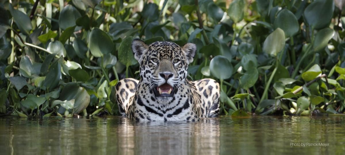 Jaguar in water