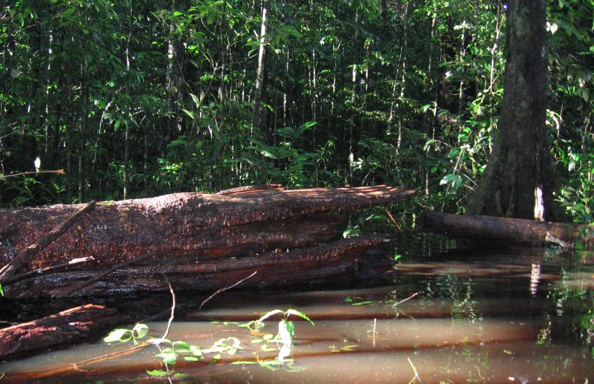 Stam van een omgevallen boom hangend boven water in het oerwoud
