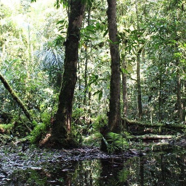 A swamp in the depths of Atewa Forest in Ghana 