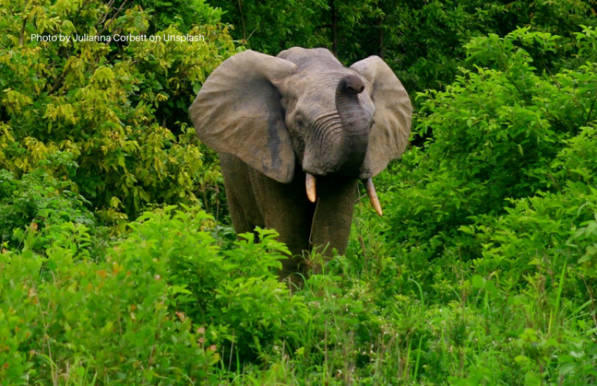 Elephant in Mole National Park, Ghana - Photo by Julianna Corbett on Unsplash