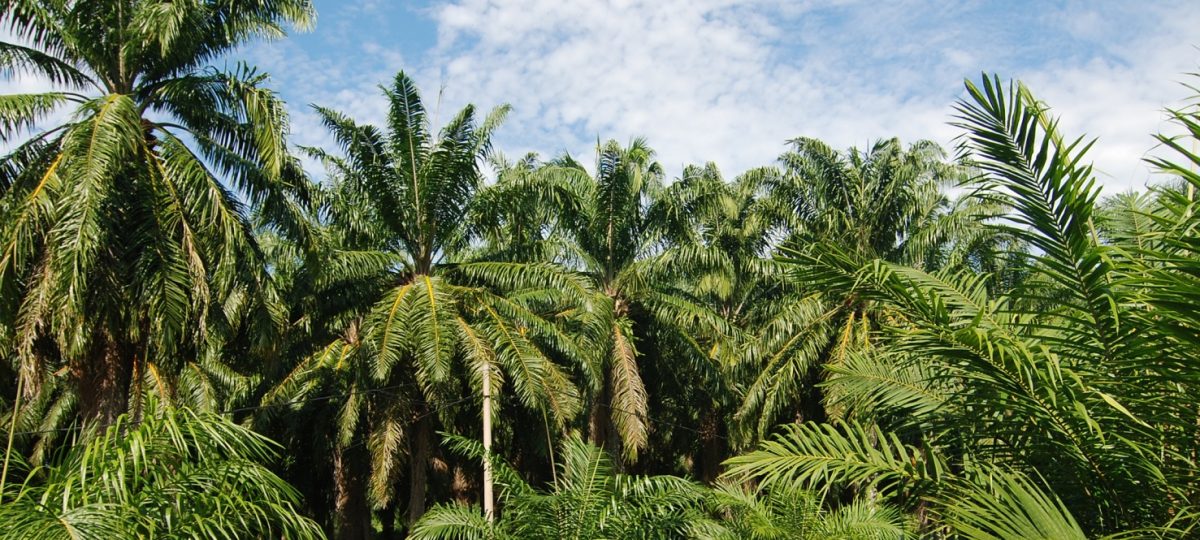 Oil palm trees