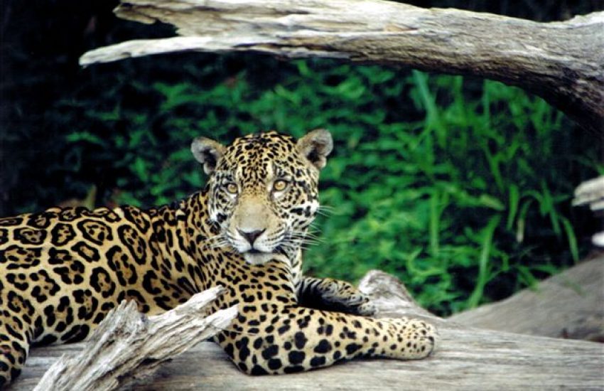 Jaguar on tree trunk (c) pexels