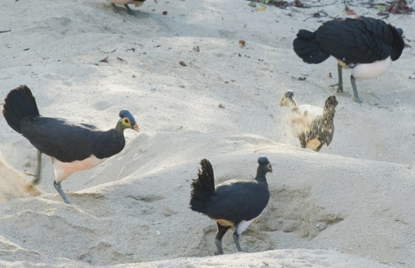 Maleo birds on the beach (c) Kevin Schafer