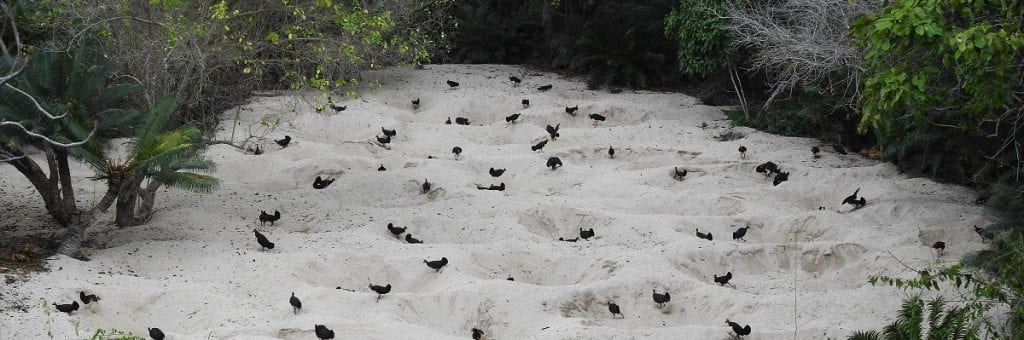 Maleo birds on the beach (c) Adrianus Bawotong-