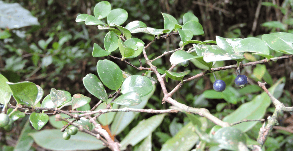 Rare plant species Memecylon Tetrapterum (c) Fidy Ratovoson