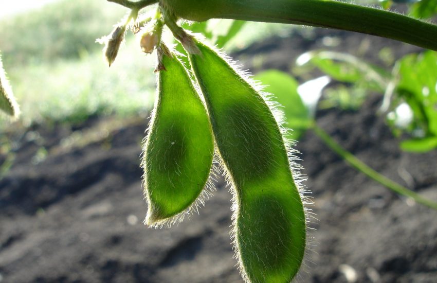 Soy bean plantation