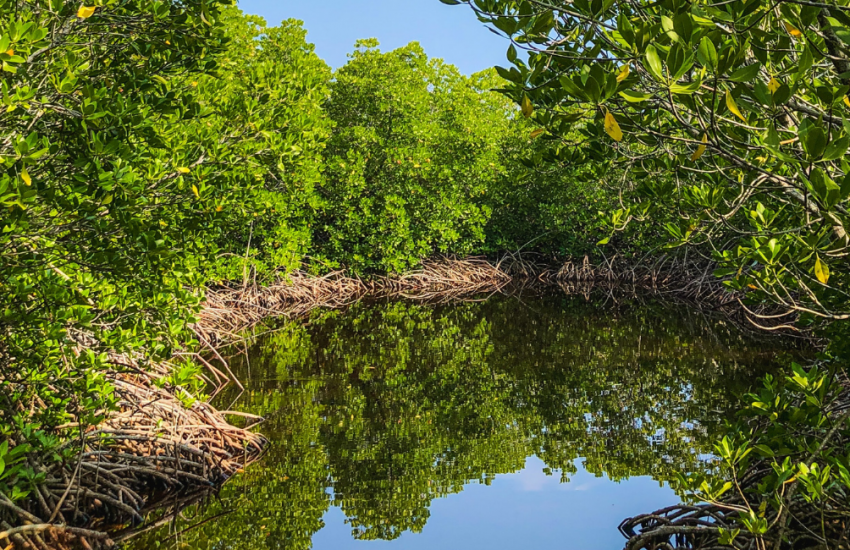 Mangroves for coastal protection