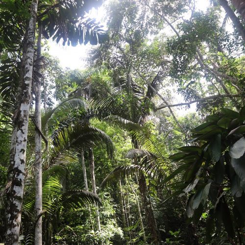 Amazon rainforest in Colombia