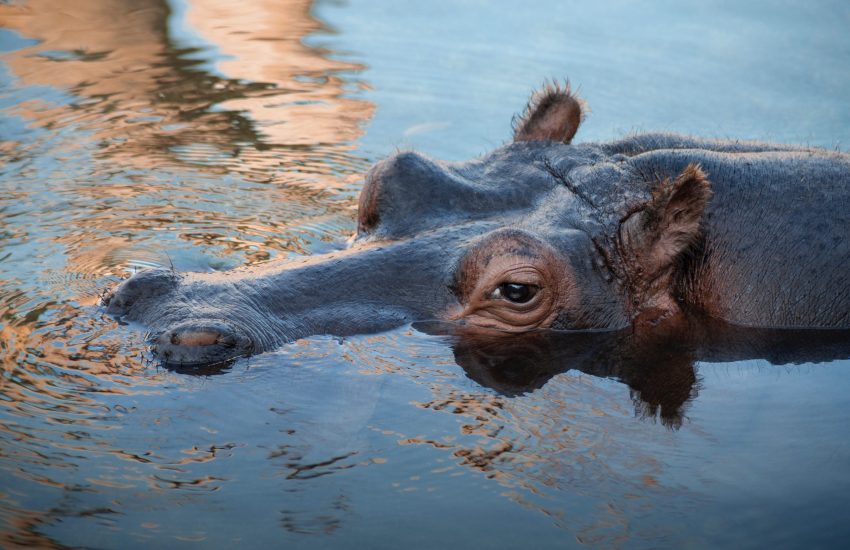 Hippo © Samuele Giglio on Unsplash