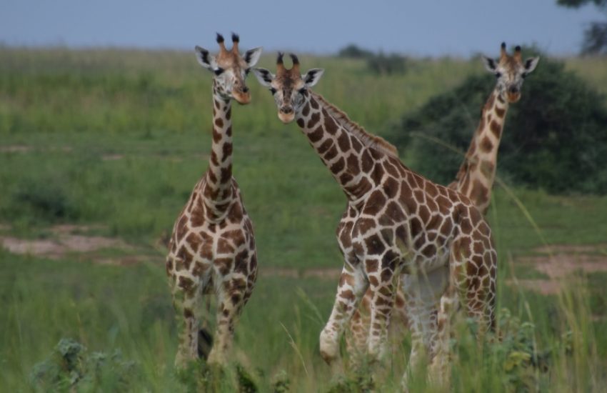Giraffes in Murchison Falls, Park Uganda (c) Henk Simons IUCN NL