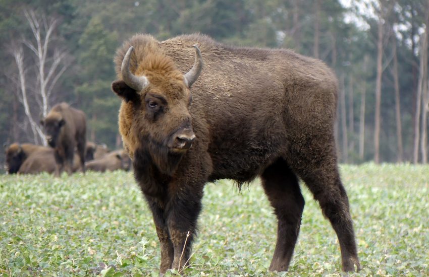 bison (c) And Kulak via Pixabay