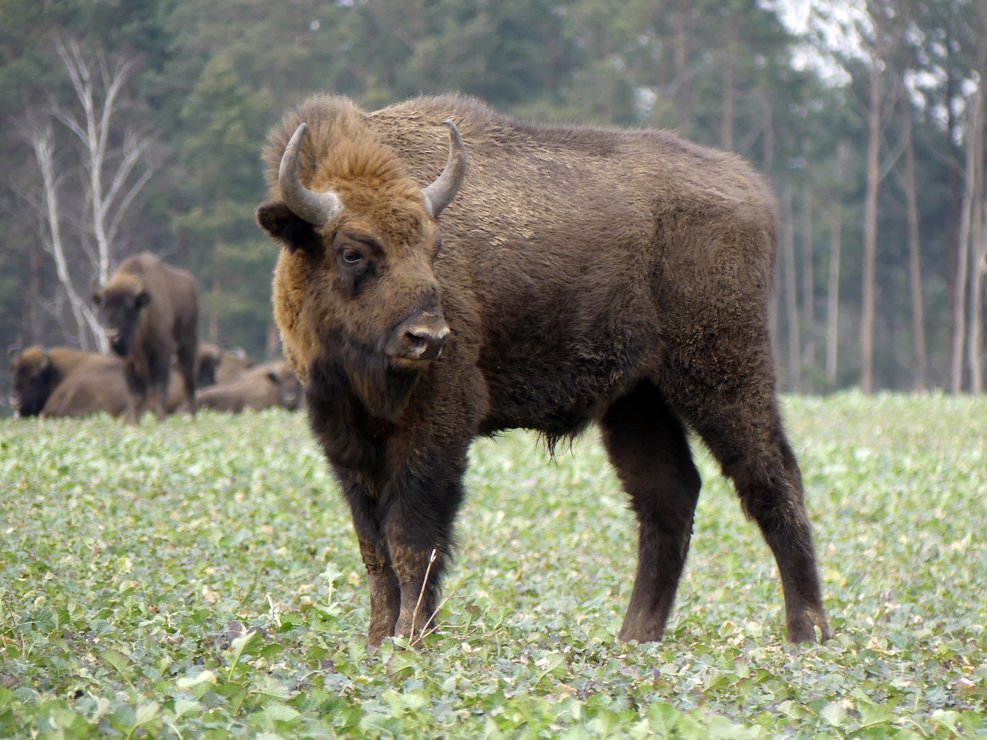 IUCN Red List: European bison recovering, 31 species declared Extinct