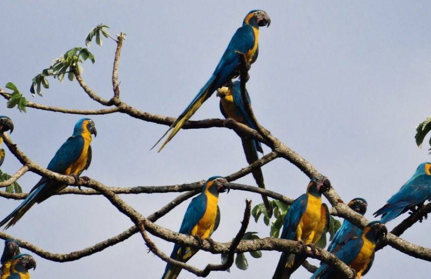 groep blauwkeelara's in boom