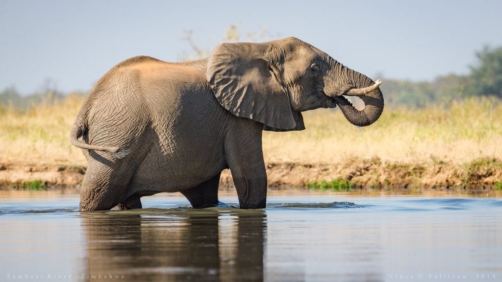 Afrikaanse olifantensoorten nu bedreigd en ernstig bedreigd - Rode Lijst | IUCN NL