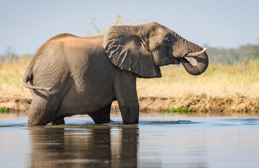 African Elephant drinking water (c) Vince O'Sullivan