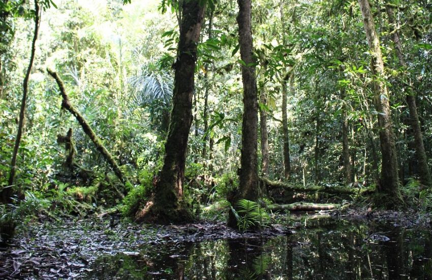 A swamp in the depths of Atewa Forest in Ghana