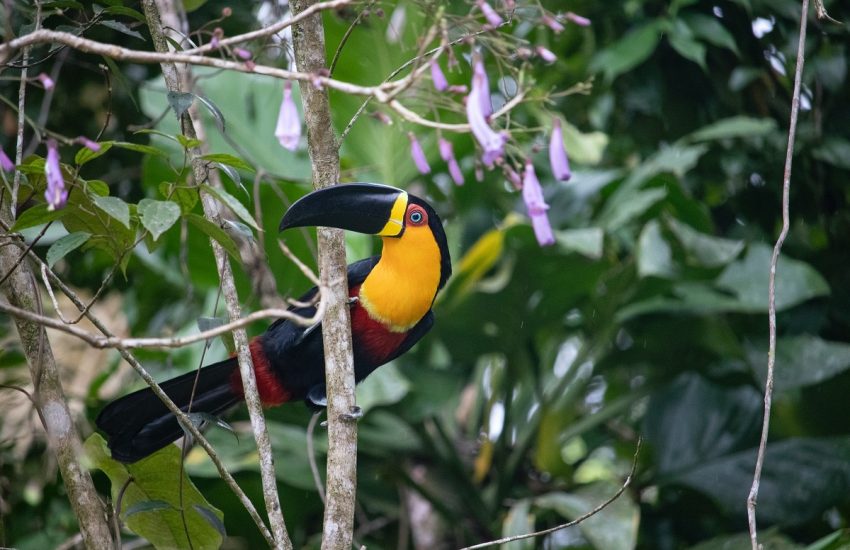 Channel-billed toucan