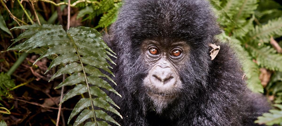 Gorilla in Virunga National Park - Photo by Luc Huyghebaert on Unsplash