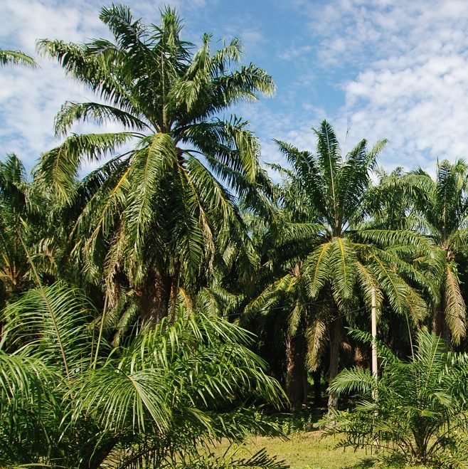 Oil palm trees