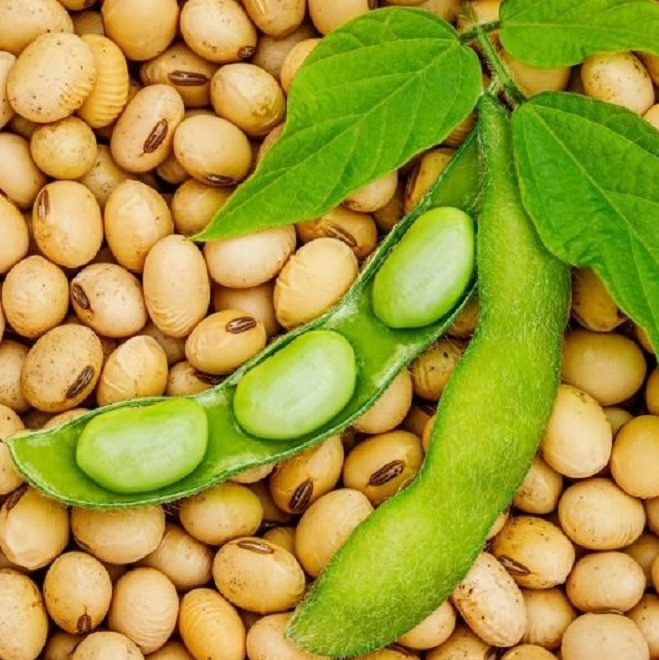 Soy beans