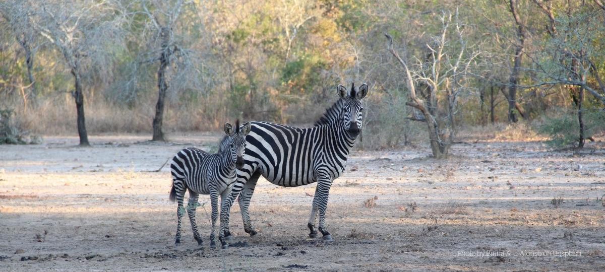 Zebra's - Photo by Bruna A. L. Afonso on Unsplash