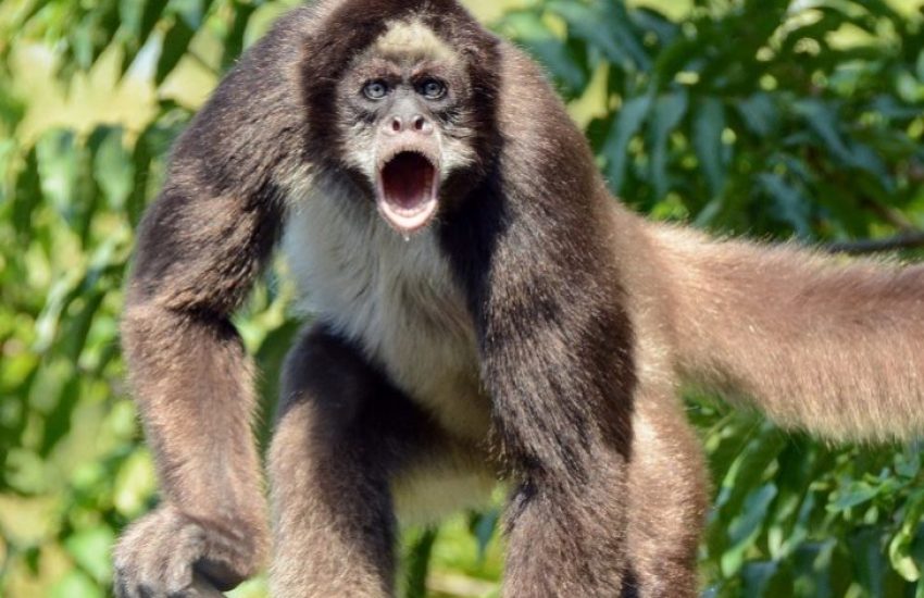 Protecting the Critically Endangered Brown Spider Monkey