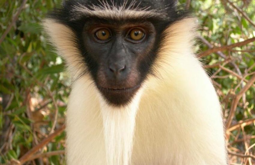 roloway monkey cercopithecus diana (c) Russell a. Mittermeier