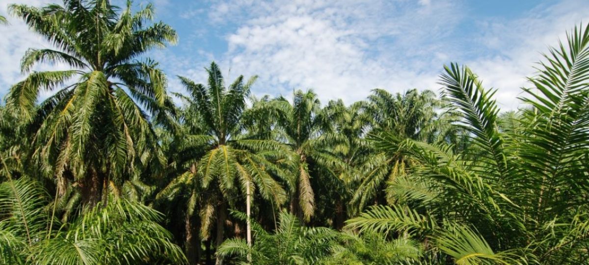 Oil palm plantation