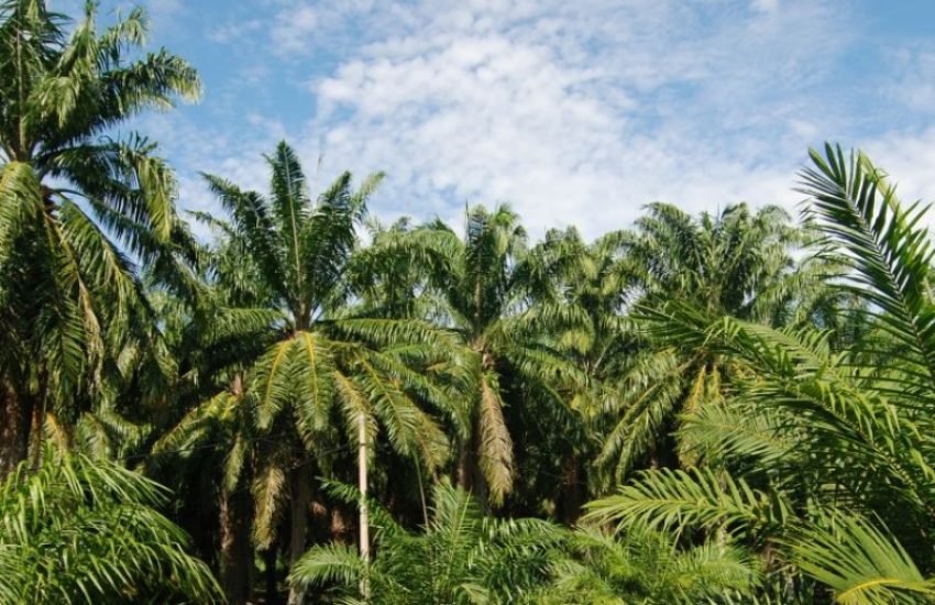 Oil palm plantation