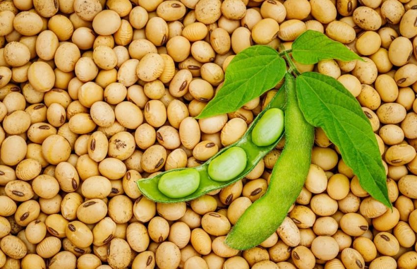 Open green soybean pod on dry soy beans background (Photo: Shutterstock, ID: 1467898517)