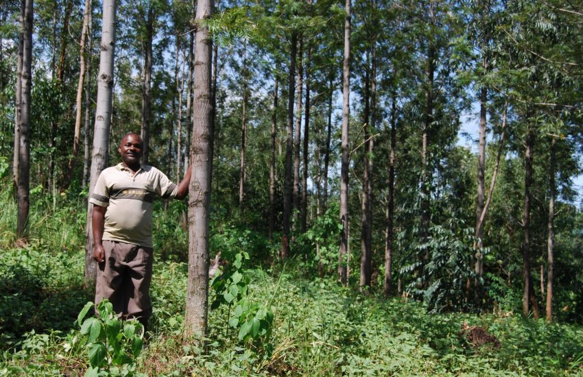 Reforestation by ECOTRUST in Uganda (c) Henk Simons