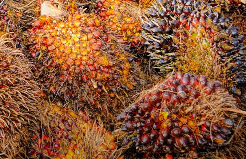 oil palm fruits (c) CC0