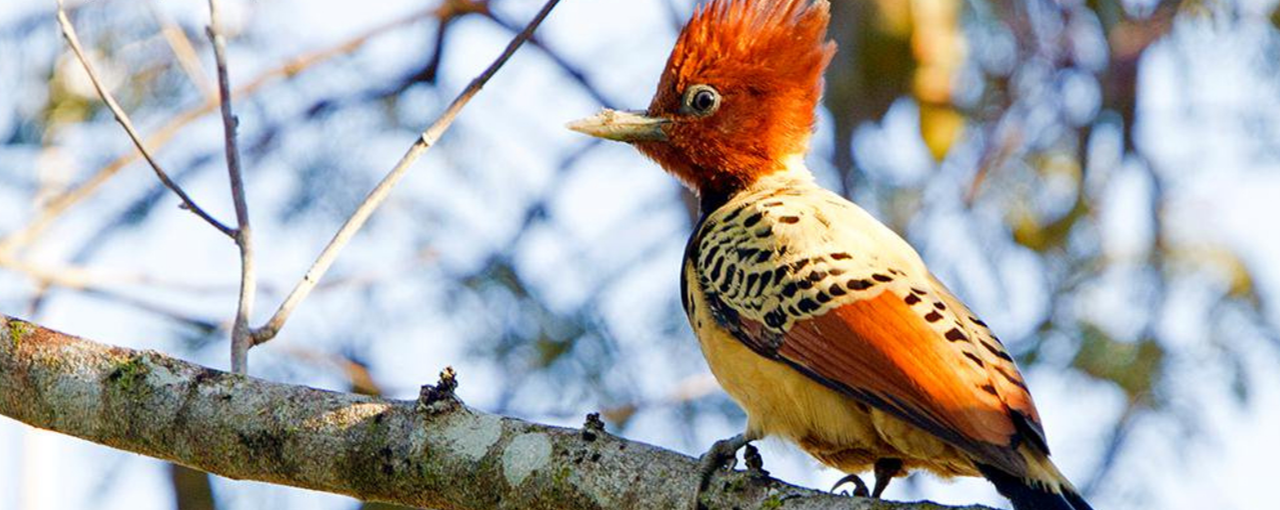 New reserve for endangered woodpecker IUCN NL