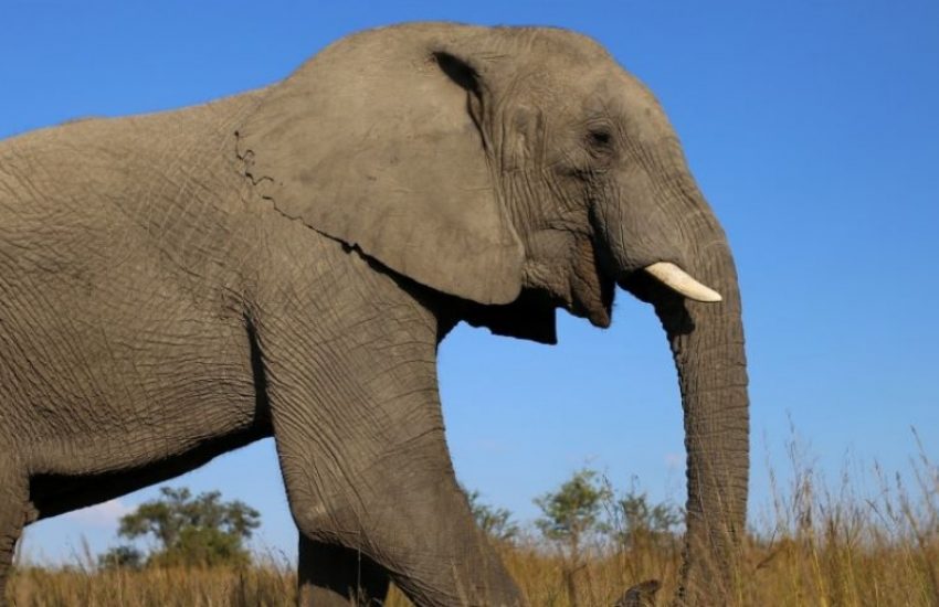 Elephant (c) Antelope Park Unsplash