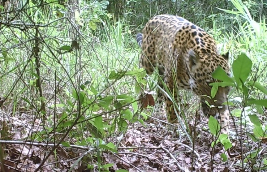Sanctuary for jaguars in Mexico | IUCN NL