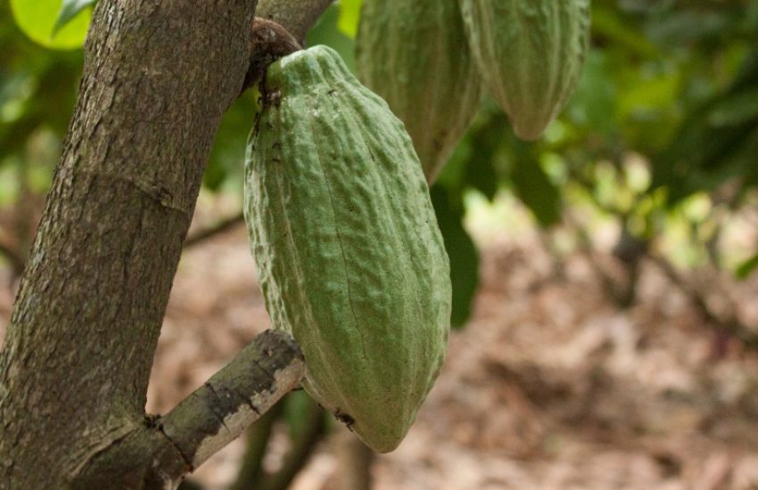 cacao plant
