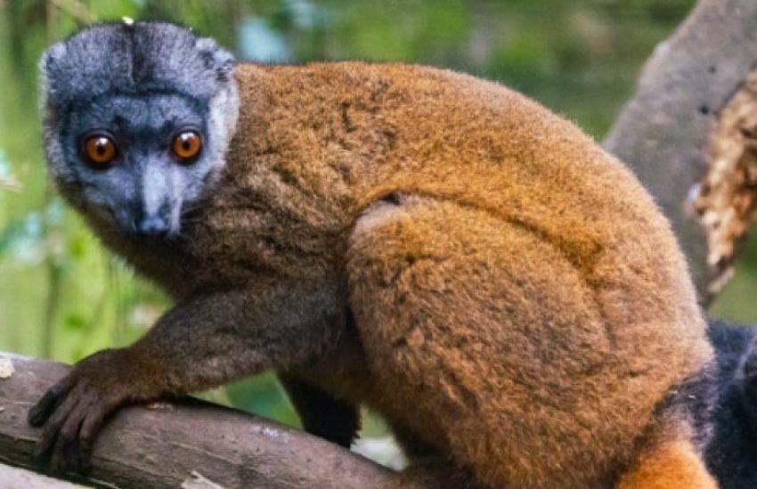 White-collared brown lemur (c) Julian Mr. Lemur