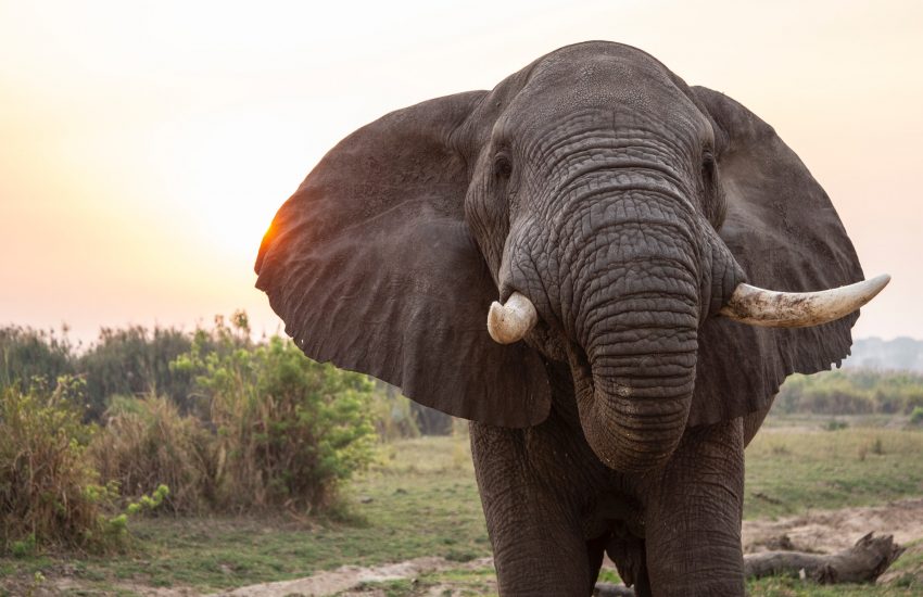 Murchison Falls National Park, Pakwach, Uganda - Photo by Sam Balye on Unsplash