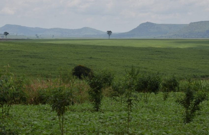 Kinyara Sugar Estate in Uganda (c) Henk Simons IUCN NL