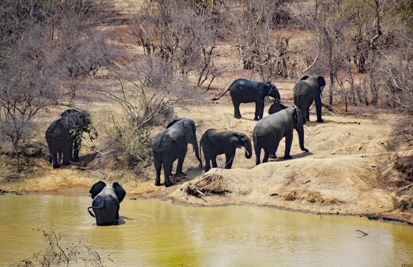 Elephants in Mole National Park (c) Wiki commons