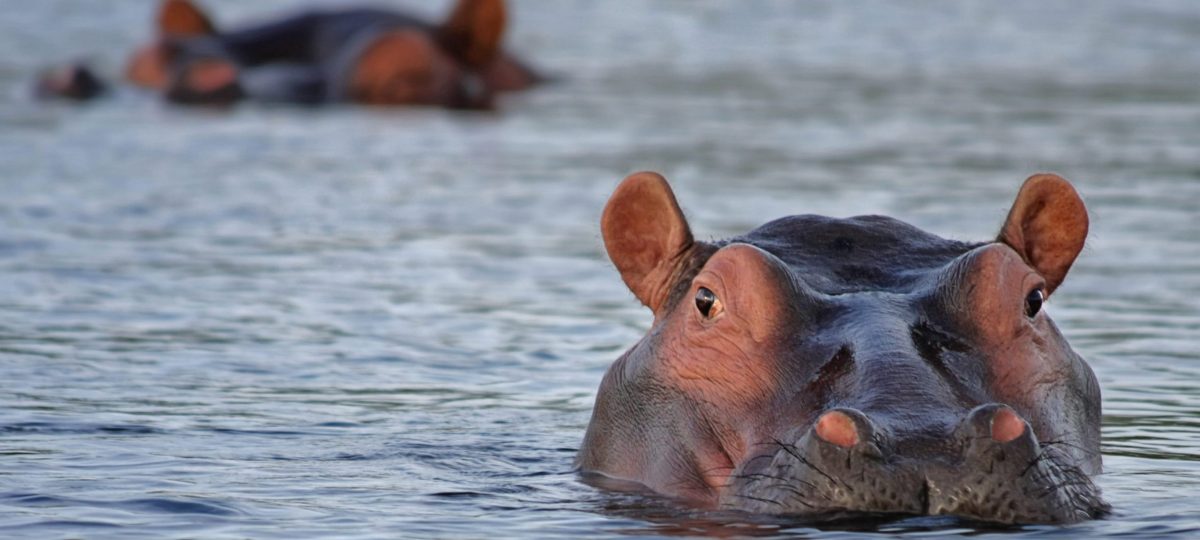 Hippos swimming via Piqsels.com