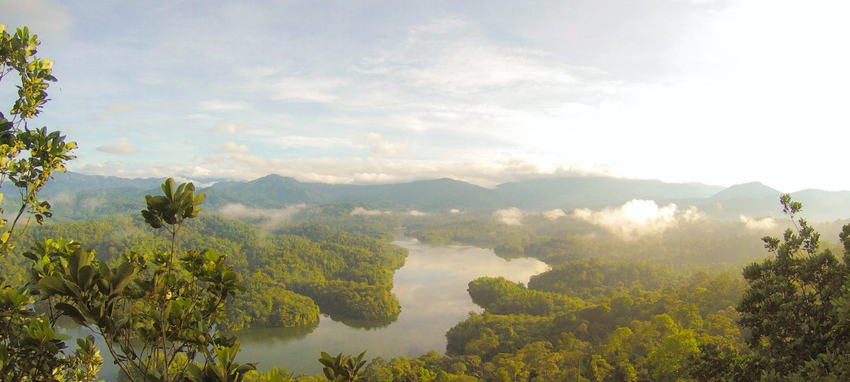 Forest Borneo (c) Eutah Mizushima