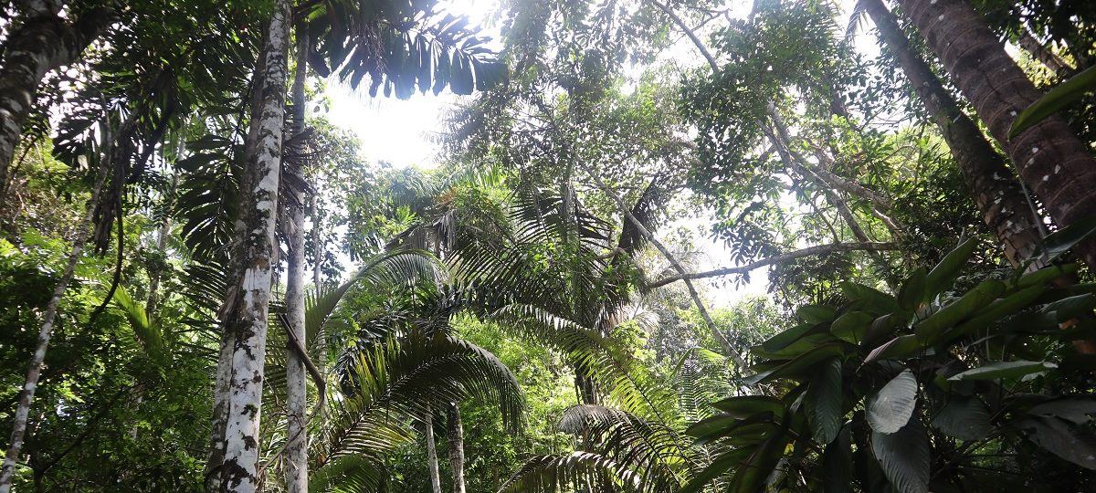 Amazon rainforest in Colombia