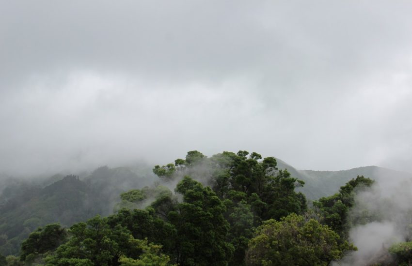 Mountain, rainforest in fog