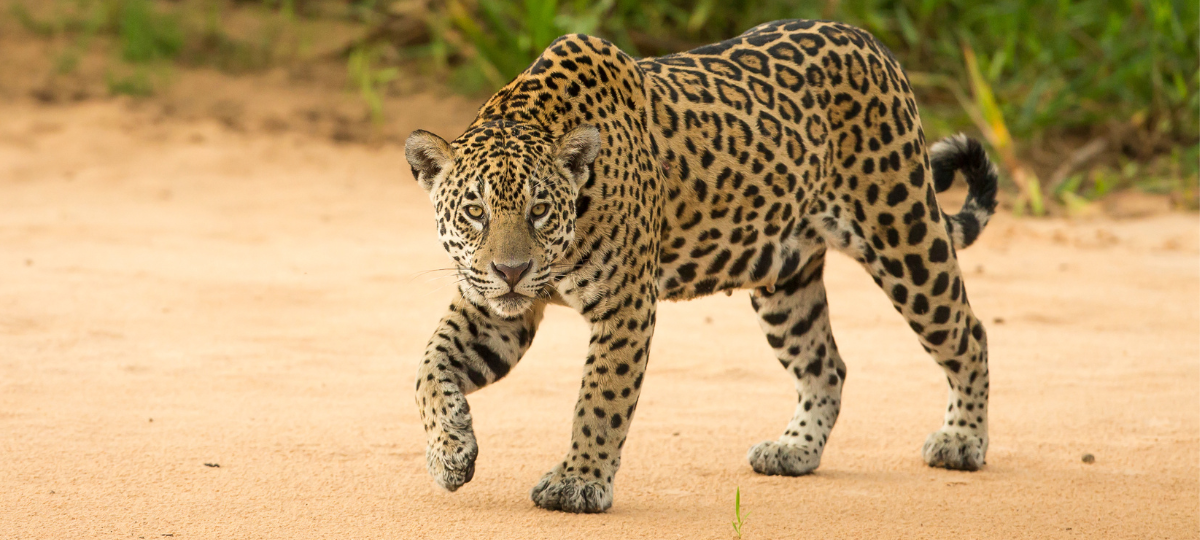 Traditionele in jaguar landschappen IUCN NL
