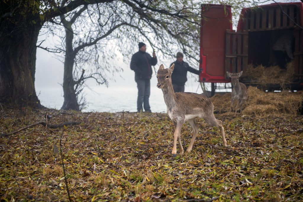 Natuurbescherming en -herstel in de Donaudelta in 