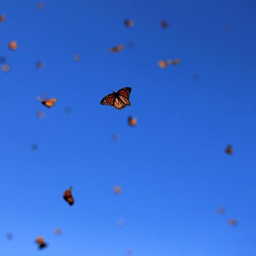 Cicloco via Getty Images, Canv. Migratory Monarch butterfly