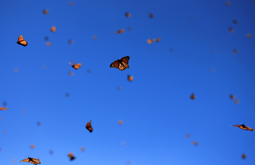 IUCN Rode Lijst migrerende monarchvlinder en alle steursoorten bedreigd. Foto Cicloco via Getty Images