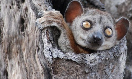 Lemur in tree