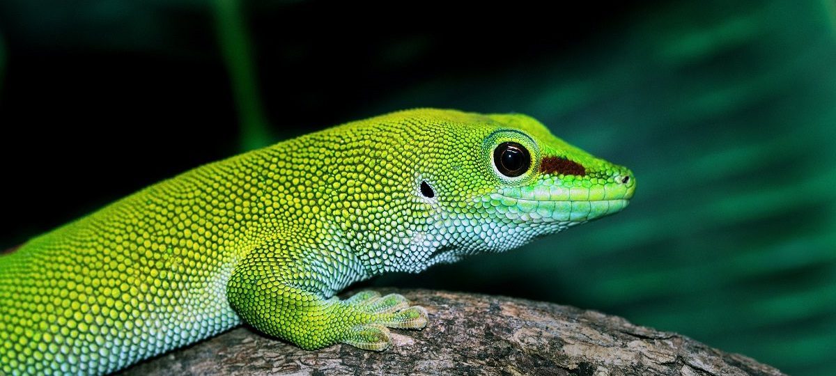 Biodiversity Hotspot Madagascar Day Gecko